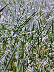 Preview wallpaper grass, frost, nature, macro