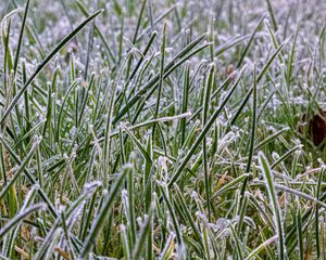 Preview wallpaper grass, frost, nature, macro