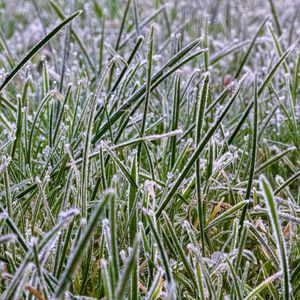 Preview wallpaper grass, frost, nature, macro