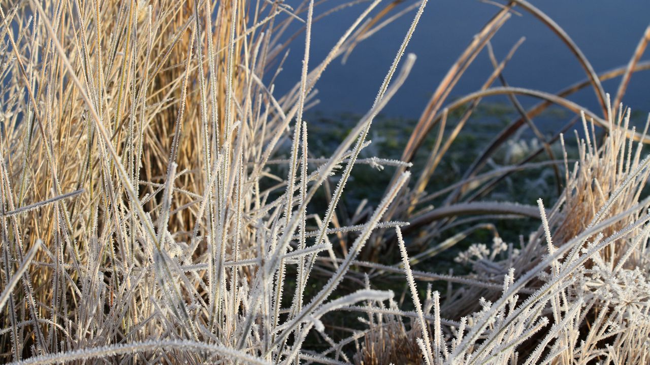 Wallpaper grass, frost, plant