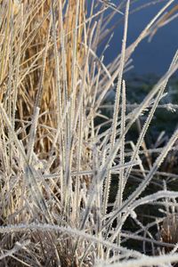 Preview wallpaper grass, frost, plant