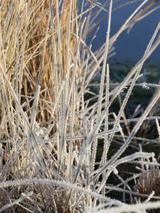 Preview wallpaper grass, frost, plant