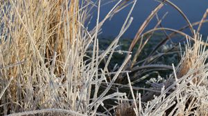 Preview wallpaper grass, frost, plant