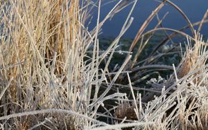 Preview wallpaper grass, frost, plant