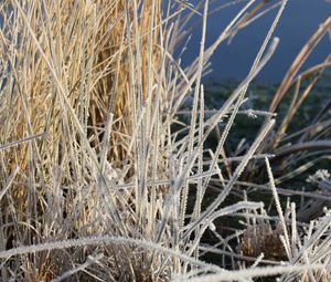 Preview wallpaper grass, frost, plant