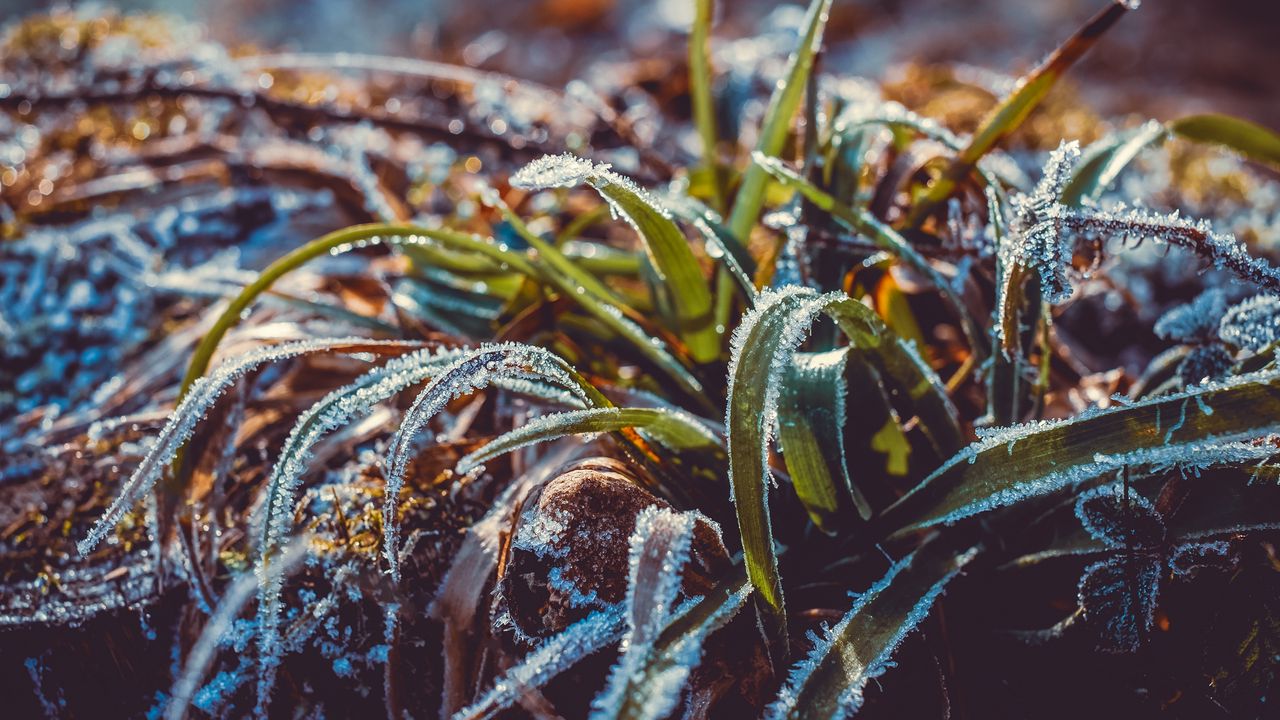 Wallpaper grass, frost, snow, macro, blur