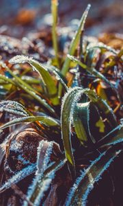 Preview wallpaper grass, frost, snow, macro, blur