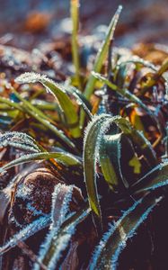 Preview wallpaper grass, frost, snow, macro, blur