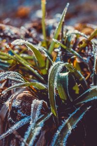 Preview wallpaper grass, frost, snow, macro, blur