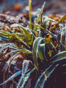 Preview wallpaper grass, frost, snow, macro, blur