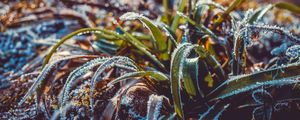 Preview wallpaper grass, frost, snow, macro, blur