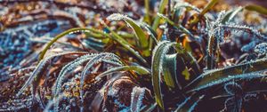 Preview wallpaper grass, frost, snow, macro, blur