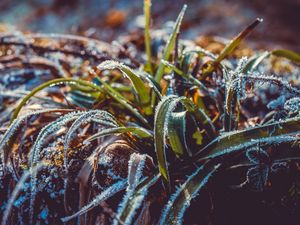Preview wallpaper grass, frost, snow, macro, blur