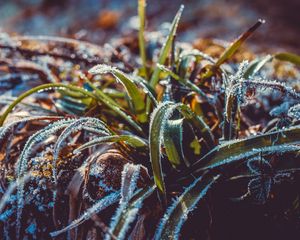 Preview wallpaper grass, frost, snow, macro, blur