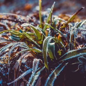 Preview wallpaper grass, frost, snow, macro, blur