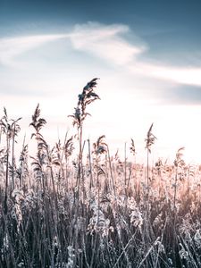 Preview wallpaper grass, frost, snow, winter, frosty