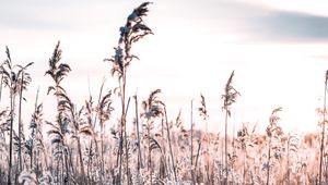 Preview wallpaper grass, frost, snow, winter, frosty