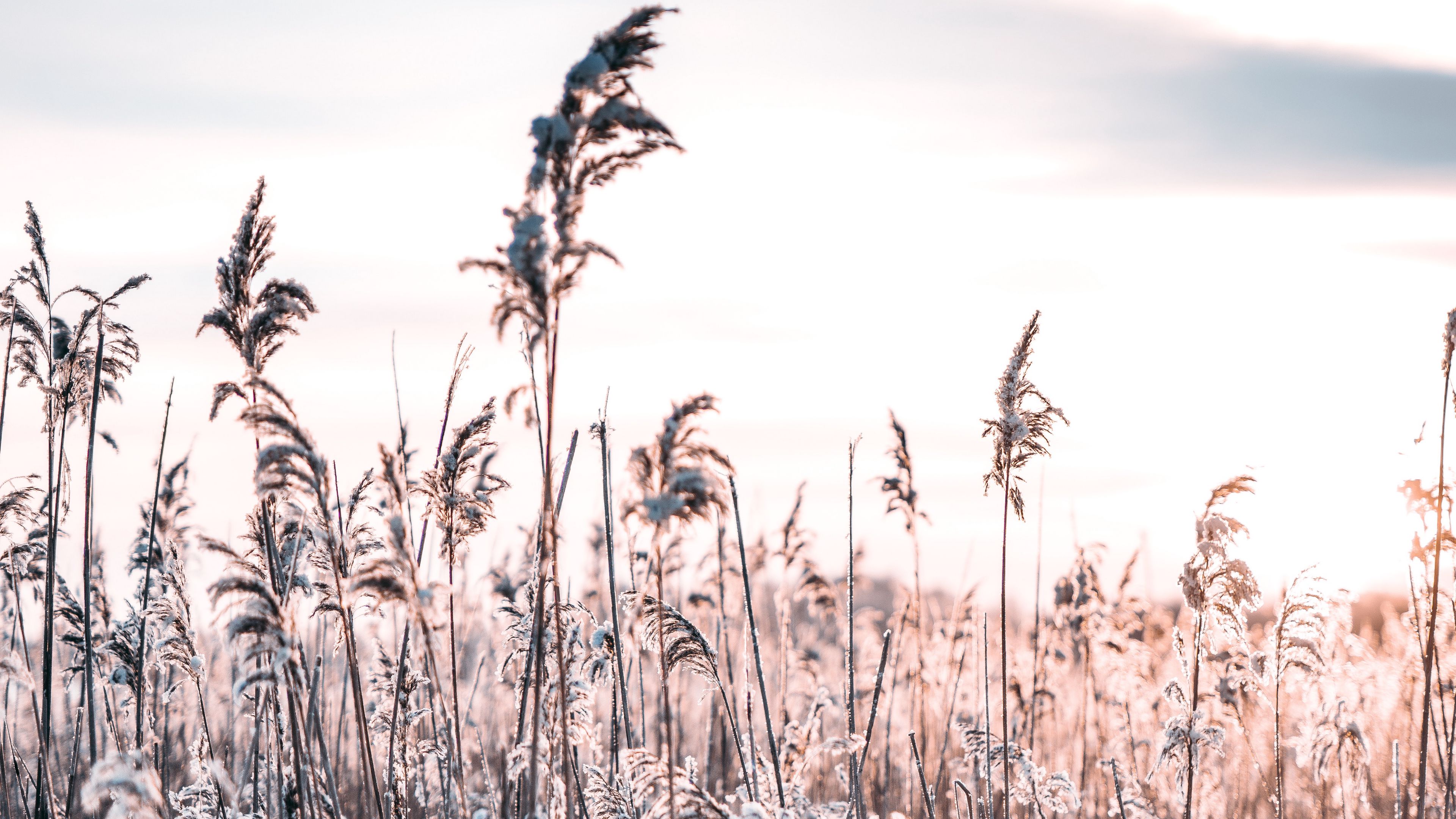 Download wallpaper 3840x2160 grass, frost, snow, winter, frosty 4k uhd