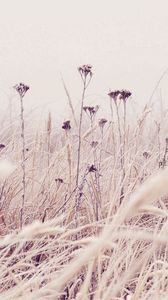 Preview wallpaper grass, frost, snow, nature, wind