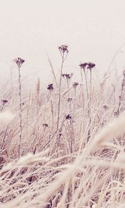 Preview wallpaper grass, frost, snow, nature, wind