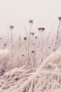 Preview wallpaper grass, frost, snow, nature, wind