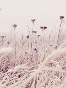 Preview wallpaper grass, frost, snow, nature, wind