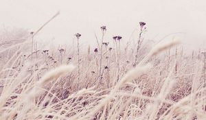 Preview wallpaper grass, frost, snow, nature, wind