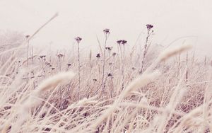 Preview wallpaper grass, frost, snow, nature, wind