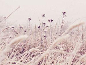 Preview wallpaper grass, frost, snow, nature, wind