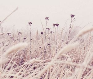 Preview wallpaper grass, frost, snow, nature, wind