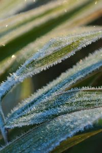 Preview wallpaper grass, frost, snow, leaves