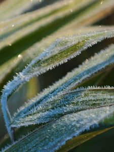 Preview wallpaper grass, frost, snow, leaves