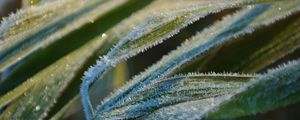 Preview wallpaper grass, frost, snow, leaves