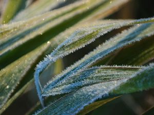 Preview wallpaper grass, frost, snow, leaves