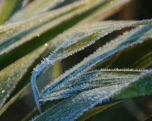 Preview wallpaper grass, frost, snow, leaves