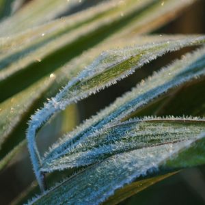 Preview wallpaper grass, frost, snow, leaves