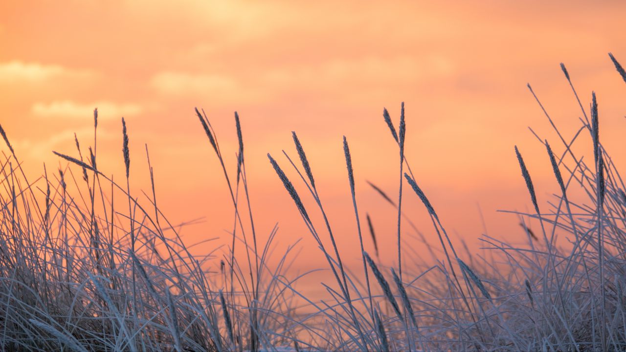 Wallpaper grass, frost, sunrise