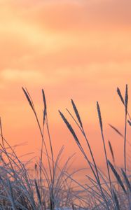 Preview wallpaper grass, frost, sunrise