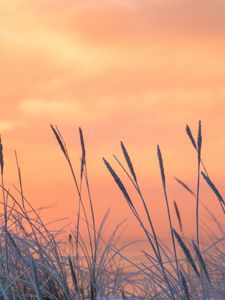 Preview wallpaper grass, frost, sunrise