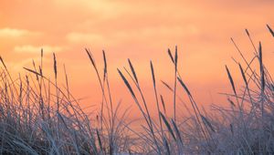 Preview wallpaper grass, frost, sunrise
