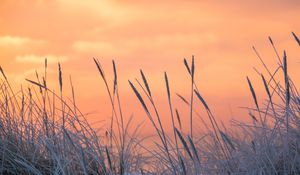 Preview wallpaper grass, frost, sunrise