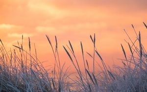 Preview wallpaper grass, frost, sunrise