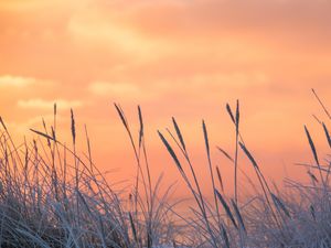 Preview wallpaper grass, frost, sunrise