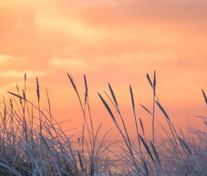 Preview wallpaper grass, frost, sunrise