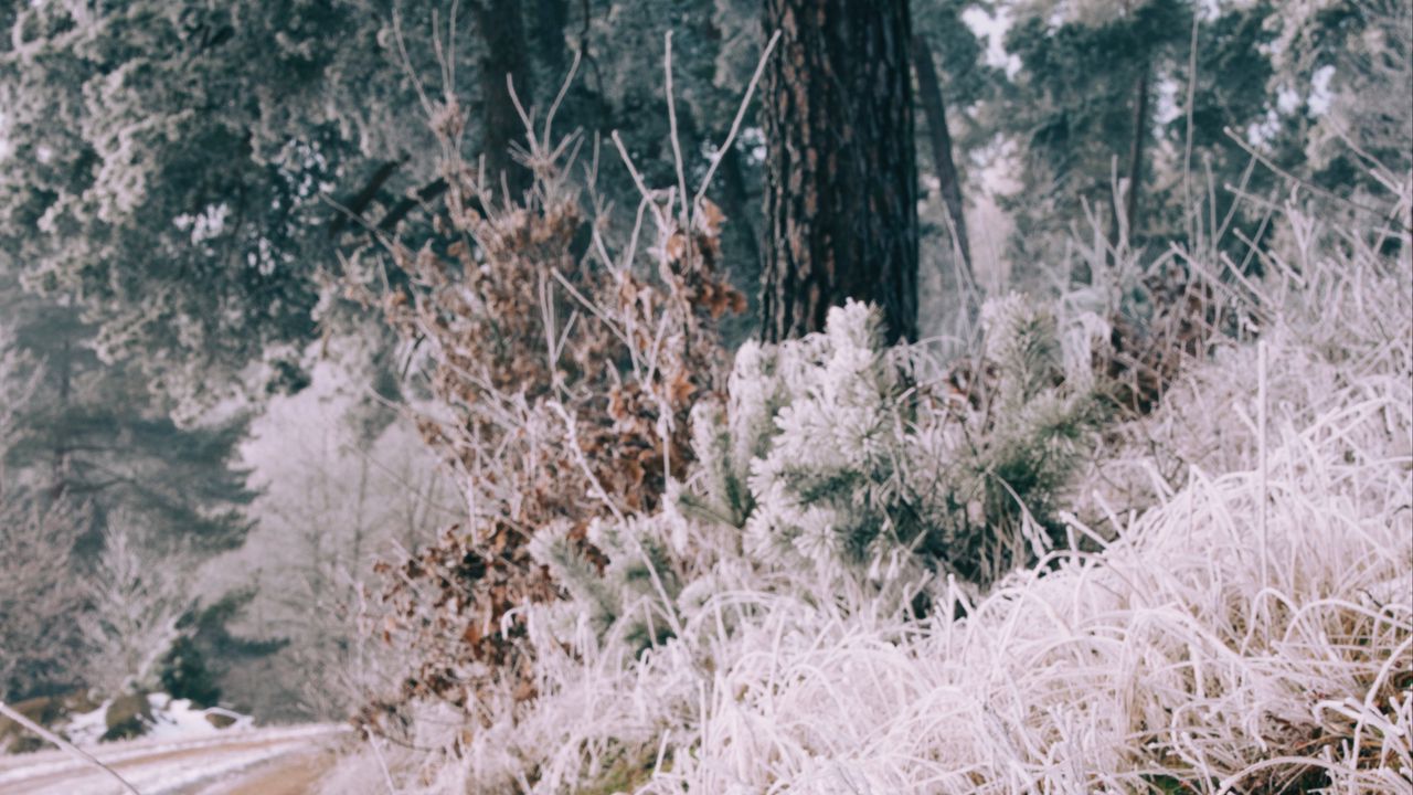 Wallpaper grass, frost, trees, landscape, nature