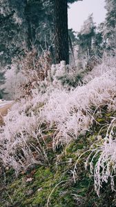 Preview wallpaper grass, frost, trees, landscape, nature