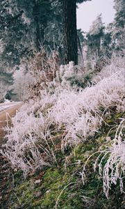 Preview wallpaper grass, frost, trees, landscape, nature