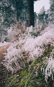 Preview wallpaper grass, frost, trees, landscape, nature