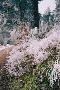 Preview wallpaper grass, frost, trees, landscape, nature