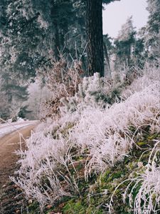 Preview wallpaper grass, frost, trees, landscape, nature